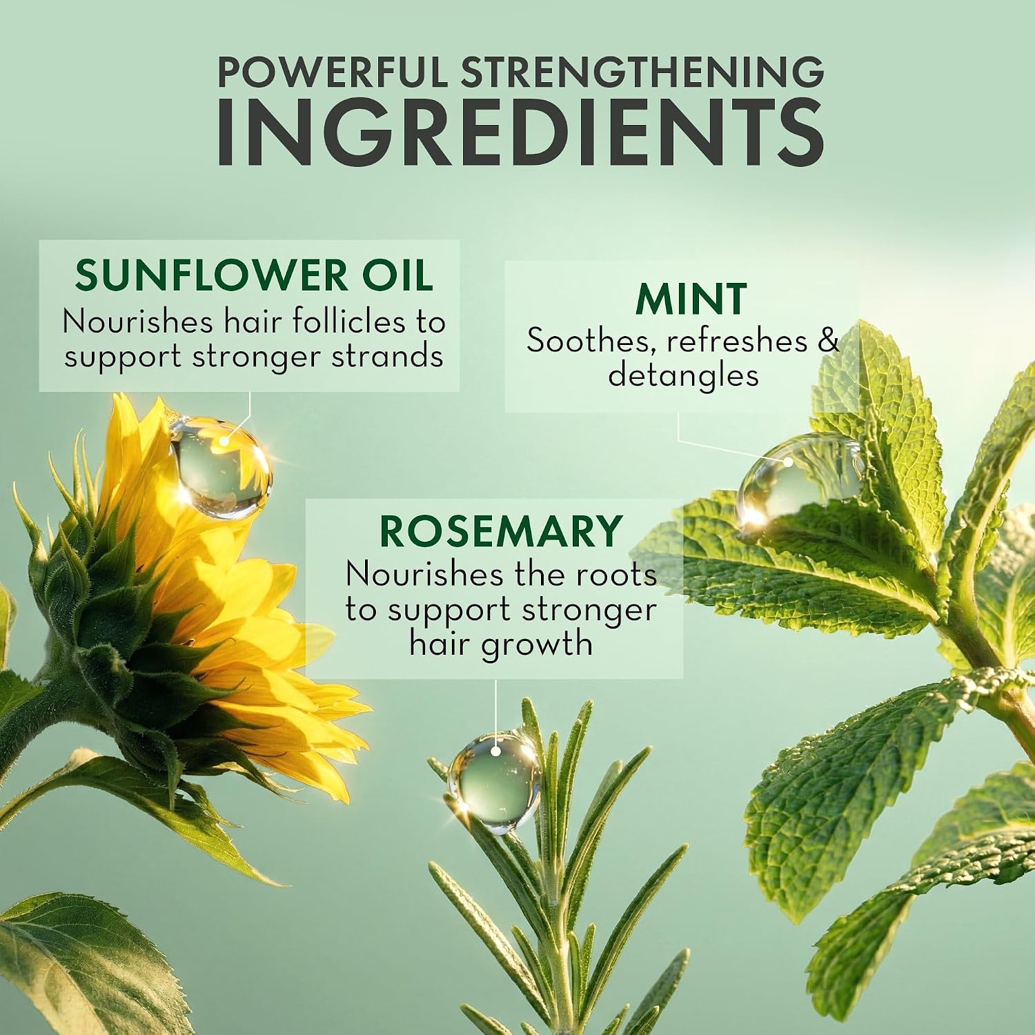 PHARM TO TABLE Rosemary and Mint Leave In Conditioner 8 oz product image 4