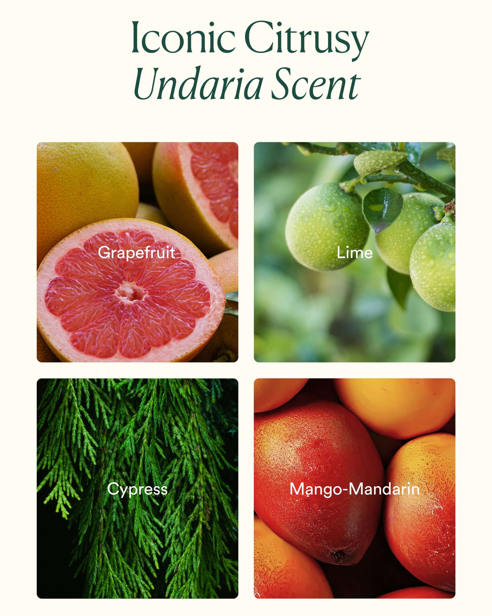 OSEA Undaria Body Glow Trio scent education image